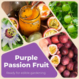 Purple Passion Fruit Plant Live, Well-Rooted Starter Plant, 4-6 Inch Tall