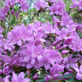 Purple Azalea Flower Plant, 5-10" Height