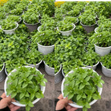 6 Mixed Mint Plants Live, 4-6 Inch Tall