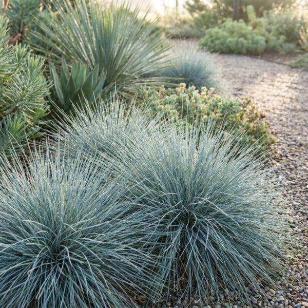 2PPP Blue Fescue Grass Plant, Ornamental Perennial Grass, 4-8 Inch Tall