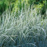 2 Ornamental Grass Plants Live, Well-Rooted Grass Plant, 4 Inch Pot