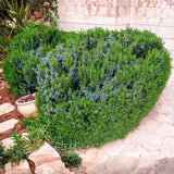 3 Rosemary Plants, Fragrant Herbs, Live Starter Plant, 4-6 Inch Tall