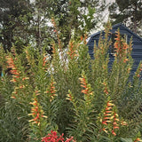 2 Yellow Orange Cuphea Plant 5-7 Inch Tall