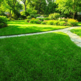 80000 Zoysia Grass Seeds for Lawn, Emerald Zoysia Grass Seed