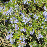 Rosemary Live Plant, Blue Rosemary for Garden, Edible Perennial, 3-5'' Tall