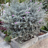 4 Purple Sage Live Plants, Salvia Plants, Outdoor Garden Plant, 4-6 Inch Tall