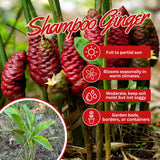 2 Ginger Plants Live, Indoor Outdoor Herb Plant