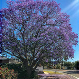 Jacaranda Tree Seedling, Ornamental Tree, 4-6 Inch Tall, 4 Inch Pot
