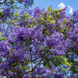 Jacaranda Tree Seedling, Ornamental Tree, 4-6 Inch Tall, 4 Inch Pot