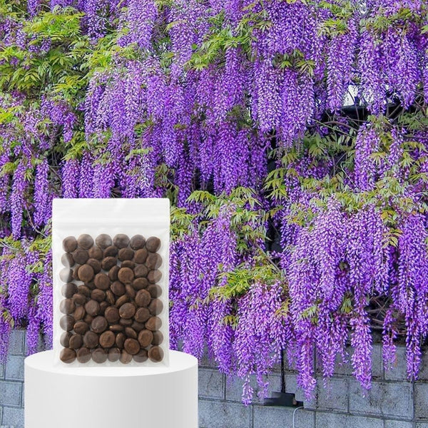 10 Purple Wisteria Seeds for Planting