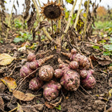 8 oz Sunchoke Tubers, Jerusalem Artichoke, Edible Garden