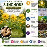 4 oz Jerusalem Artichoke Roots for Planting, Sunchoke Tubers Large Size