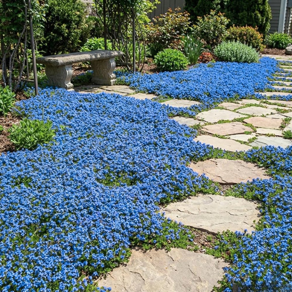 100 Blue Creeping Thyme Seeds, Creeping Thyme Plants, Ground Cover Plants