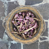 8 oz Sunchoke Tubers, Jerusalem Artichoke, Edible Garden
