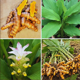 10 Yellow Turmeric Roots, Outdoor Garden Plant