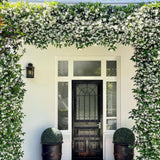 Star Jasmine Vine Live Plant, Fragrant Flower Vine Plant, 3 Inch Pot