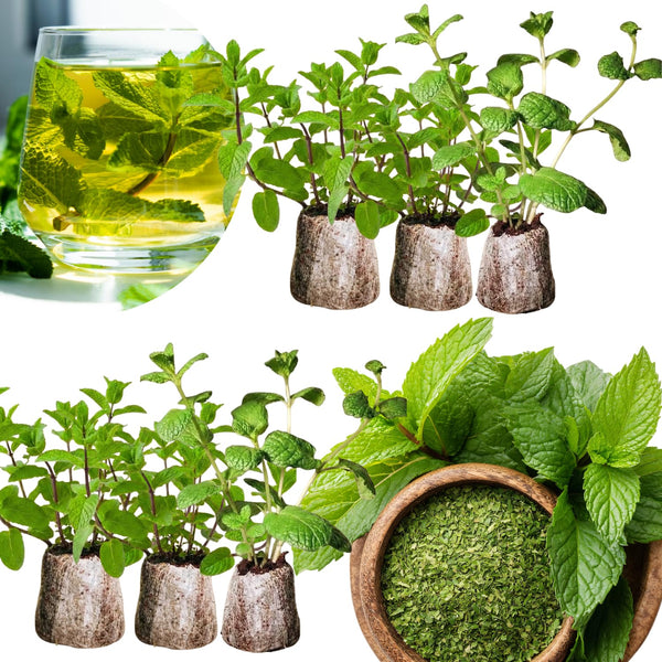 6 Mixed Mint Herb Live Plants, 4-6 Inch Tall