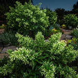 2 Jasmine Live Plants, Live Starter Plant, 5-9 Inch Tall