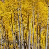 Quaking Aspen Tree Live Plant, Fall Color Tree, 6-9 Inch Tall