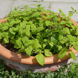 6 Mixed Mint Plants Live, 4-6 Inch Tall