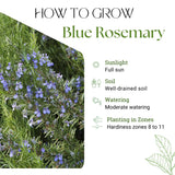 3 Blue Live Rosemary Plants, Starter Plant, 4-6 Inch Tall