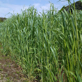 5 Lb Rye Cover Crop Garden Seeds, Heirloom Garden Seeds