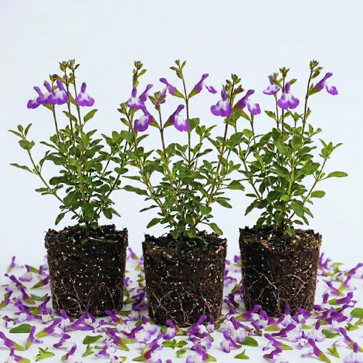 3 Purple Live Sage Plants, 5 Inch Tall