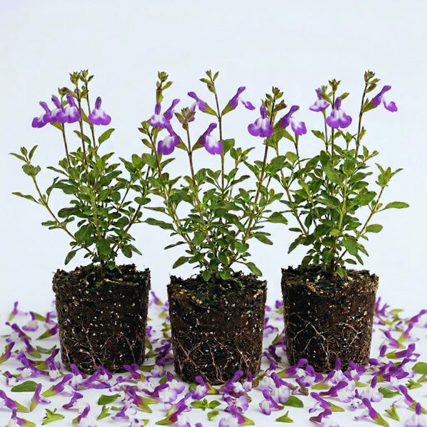 3 Purple Live Sage Plants, 5 Inch Tall