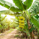 Dwarf Cavendish Banana Plant Live, Banana Tree, 4-7 Inch Tall, 4 Inch Pot