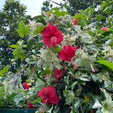 2 Cranberry Hibiscus Live Plants, Red Hibiscus Flower, 4-6 Inch Tall