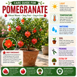Sweet Pomegranate Live Plant, Indoor Outdoor Plant, 4-7 Inch Tall