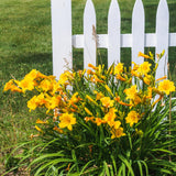 10 Yellow Daylily Bulbs, Patio Container Plant