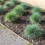 2 Ornamental Grass Plants Live, Well-Rooted Grass Plant, 4 Inch Pot
