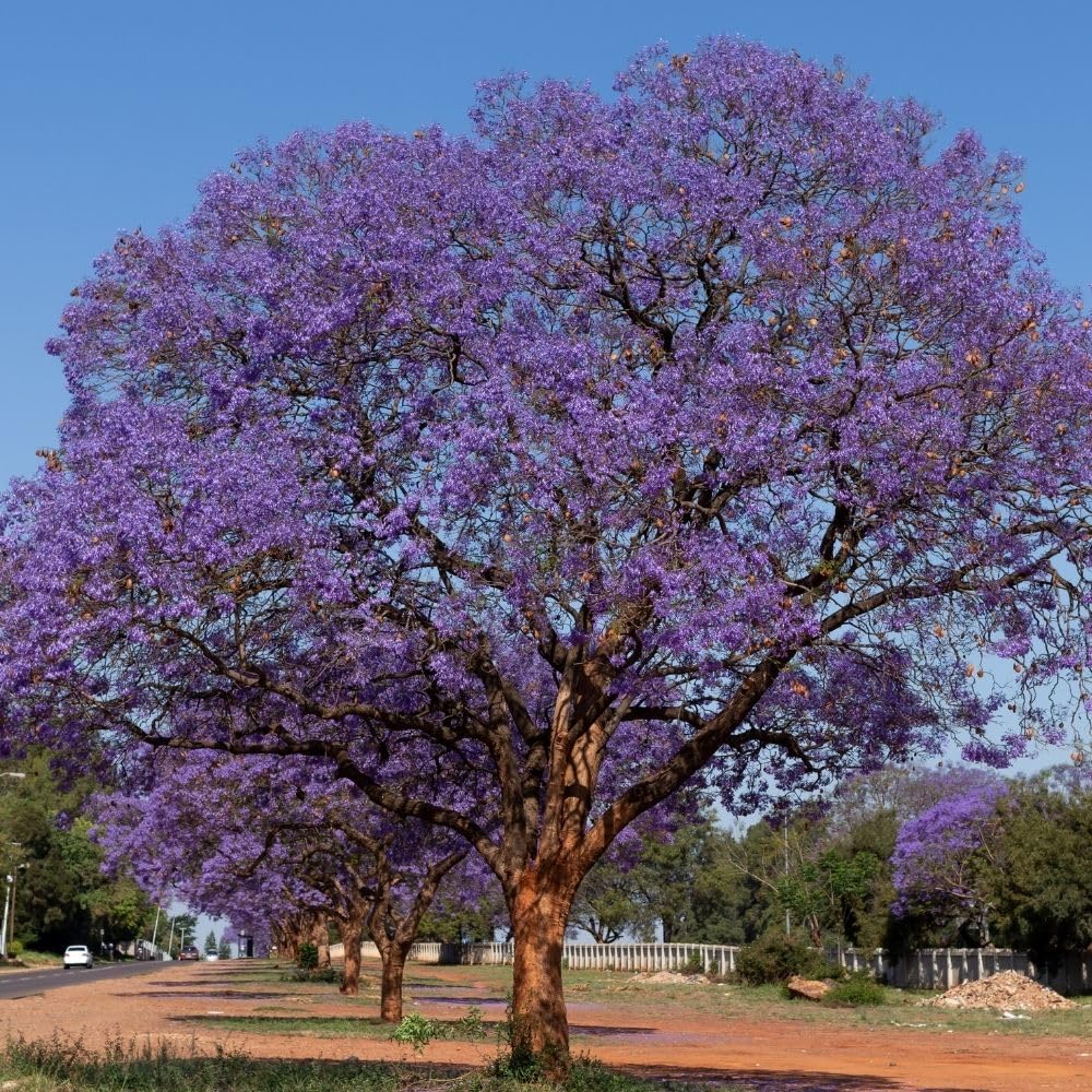 Purple Jacaranda Tree Live Plant, 4-6 Inch Tall, 4 Inch Pot