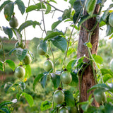 Purple Passion Fruit Live Plant, Outdoor Garden Fruit Vine, 4-6 Inch Tall