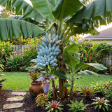 Ice Cream Banana Live Plant, 4-6 Inch Tall Banana Tree