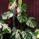 Monstera Plant Live, Outdoor Garden Plant, 5-8 Inch Tall