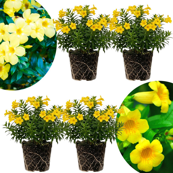 4 Brown Bud Allamanda Live Plants, Container Flowering Plant, 4-7 Inch Tall