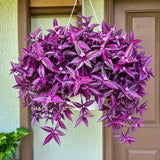 2 Variegated Wandering Jew Plants Live, Potted Houseplant, 4-8 Inch Tall