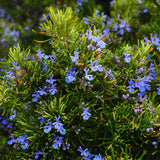 Blue Rosemary Live Plant, Rosemary Herb, 3-5 Inch Tall