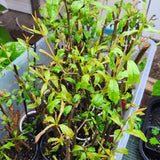 Wonderful Pomegranate Plant Live, Edible Fruit Tree, 4-7 Inch Tall