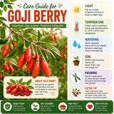 Red Goji Berry Plant Live, Goji Berry Bush, 4-6 Inch Tall
