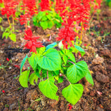 3 Red Sage Live Plants, 5 Inch Tall