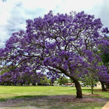 Set 2 Jacaranda Tree Live Plant 8-10 Inches Tall