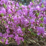 Purple Azalea Flower Plant, 5-10" Height