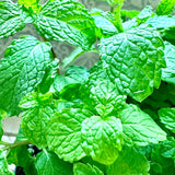 2 Spearmint Herb Live Plants, Fragrant Culinary Herb, 4-5 Inch Tall