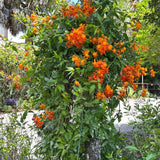 Set of 4 Mexican Flame Vine Plants Live 4-7 Inch Tall