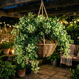 2 Jasmine Live Plants, Live Starter Plant, 5-9 Inch Tall
