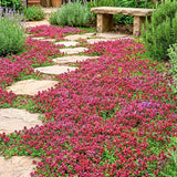 100 Red Creeping Thyme Seeds, Creeping Thyme Plants, Ground Cover Plants