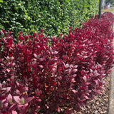 2 Purple Alternanthera Live Plants, Hardy Garden Plant, 4-6 Inch Tall